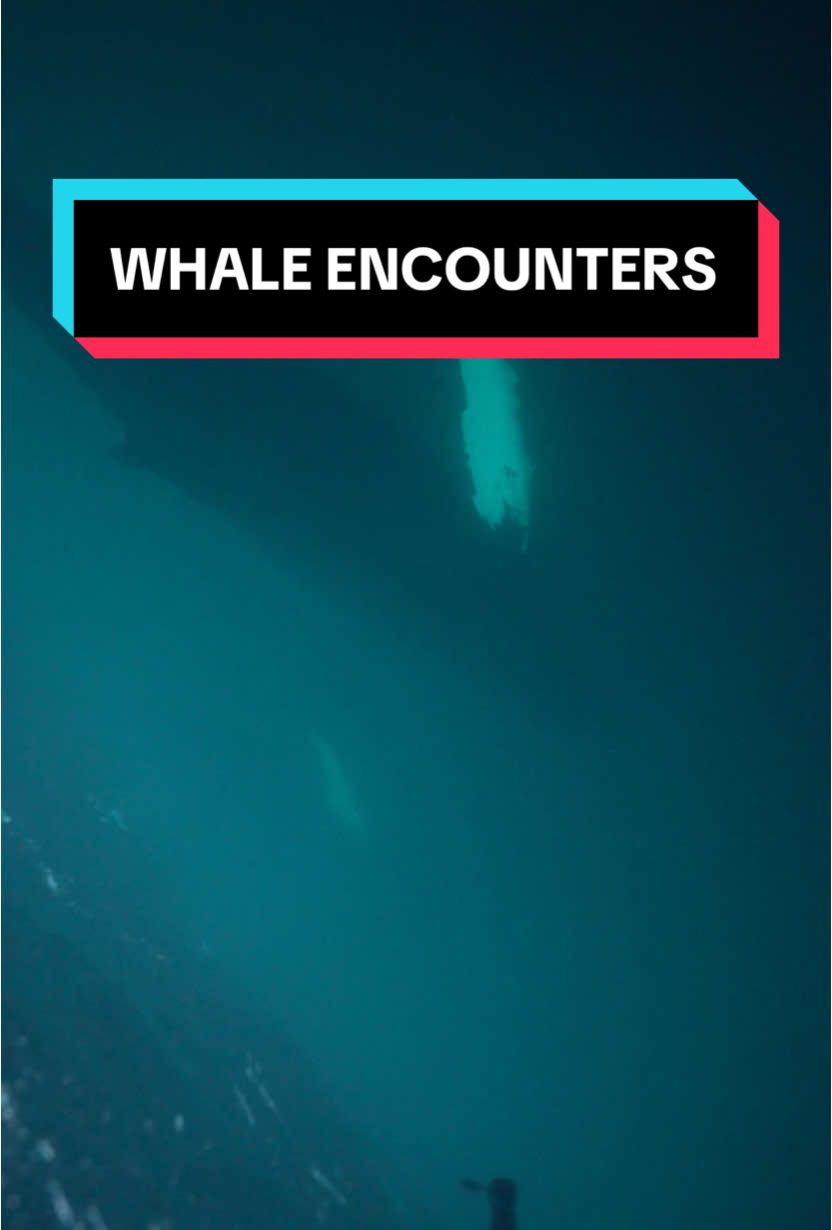 There is always a whale passing on by 😂 🐋 💨 I have seen tons of humpback whales fly past me. These ones were surprises. I have seen many in tonga but i was there for that specific reason.