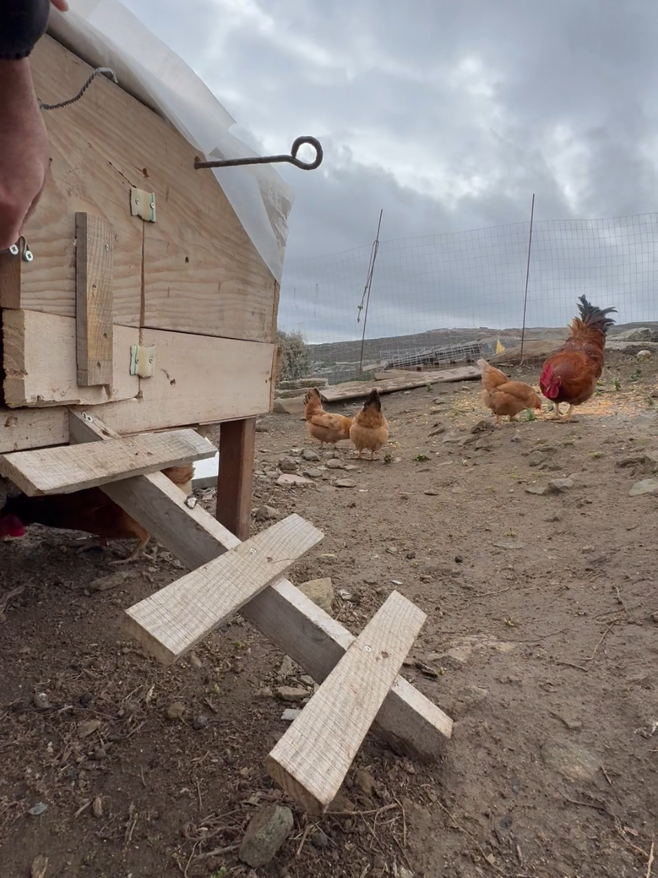 Πρωινή απόδραση στη φάρμα Tinofolia! 🐔☀️ Τα κοτόπουλά μας δεν κρατιούνται! Μόλις ανοίγουμε το κοτέτσι, πετάνε έξω με χαρά για να απολαύσουν την ελευθερία τους, το φρέσκο γρασίδι και τον ήλιο. Κάθε μέρα εδώ είναι μια μικρή γιορτή της φυσικής ζωής και της ευτυχίας των ζώων μας. Αυτός είναι ο τρόπος που φροντίζουμε για την ευημερία τους και μας προσφέρουν τα πιο αγνά αυγά! #ΦάρμαTinofolia #ΧαρούμεναΚοτόπουλα #ΕλευθέραςΒοσκής #ΦυσικήΖωή #ΑγνόΦαγητό #ΥγιεινήΔιατροφή #ΒιολογικήΦάρμα