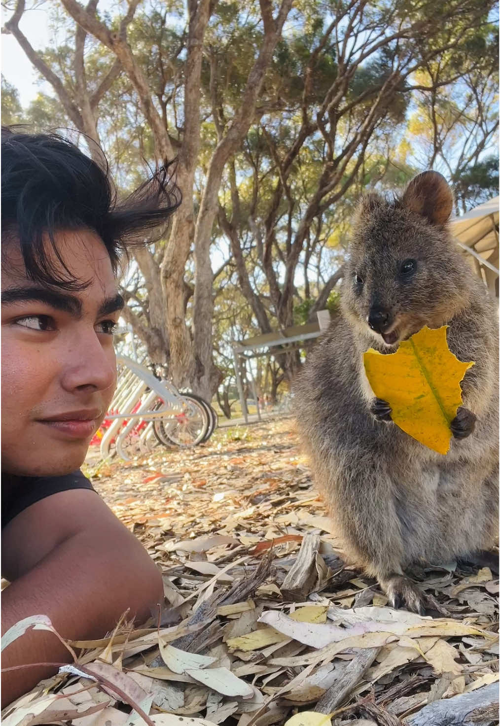 Quokka🍃🇦🇺