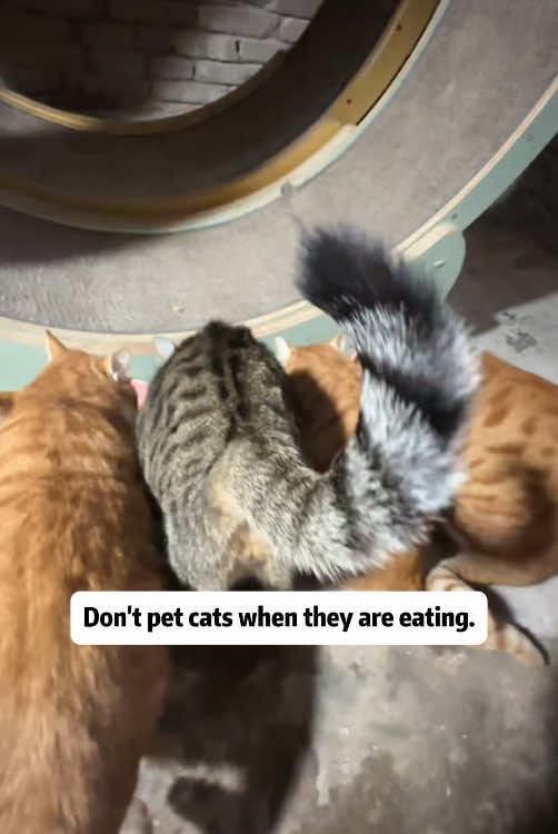 Don’t pet cats when they are eating #cats #catsoftiktiok 