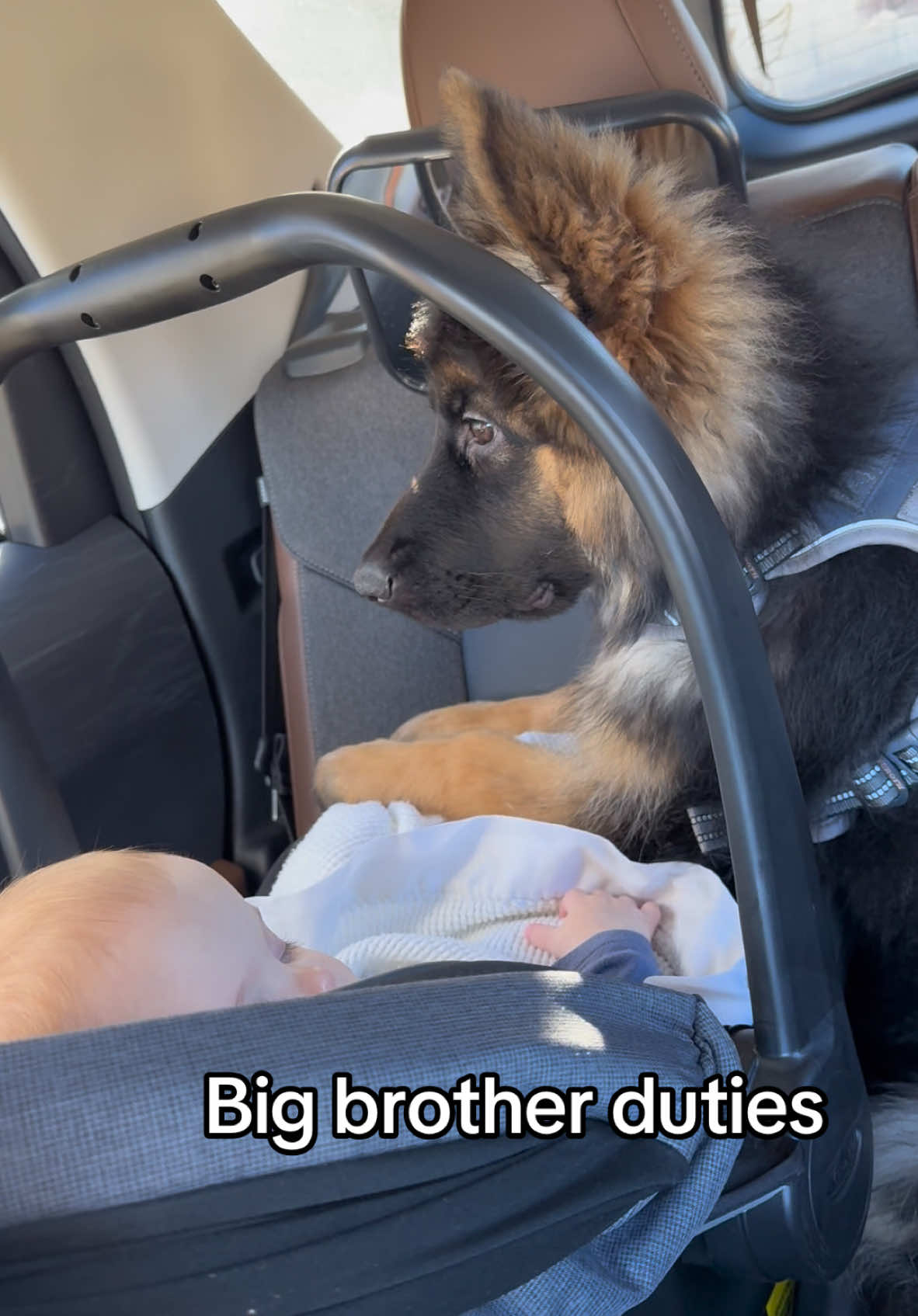 Oakley being the best big brother 🥰 #puppiesandbabies #puppiesoftiktok #babiesoftiktok #germanshepherdpuppy 