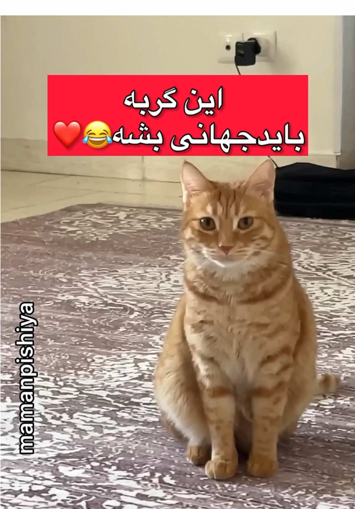 گربه شیرازی سخنگو😂❤️#cat #catlovers #catfunny #kitten 