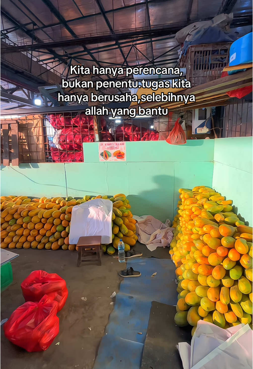 Senja sore#beranda #buah #pepaya #pepayacalifornia #xyzabc #storywa #fyp #kuotes #katakata 