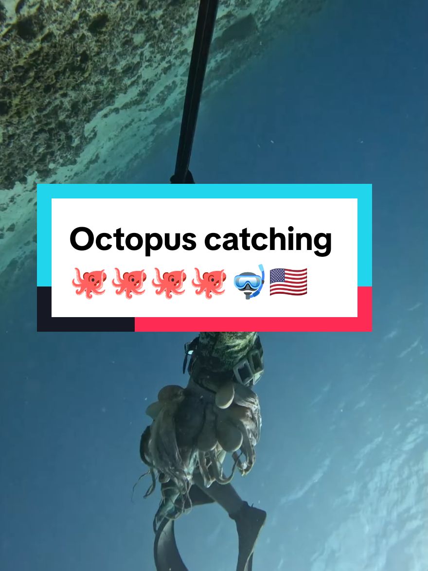 Octopus catching  #spearfishing #fishing #octopus #octopus🐙 