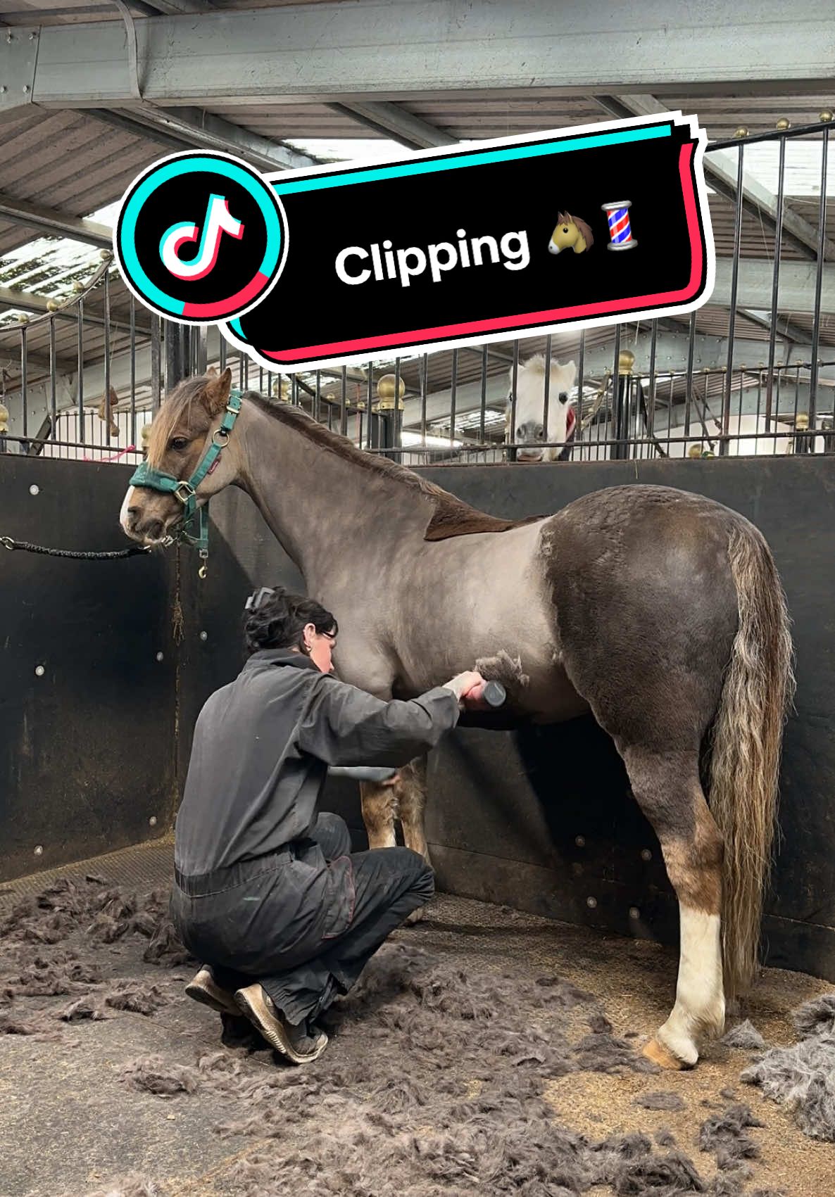 8 minutes worth of clipping, down to 40 seconds 🐴💈 Using my new @Liveryman_ Phoenix🐦‍🔥 #turnouttips #horsegrooming #equinegroomservices #horsesoftiktok #horsetok #equestrian #fyp #professionalgroom #equestrianlife #equestrianblogger #equinegroom #horseclipping #oddlysatisfying #