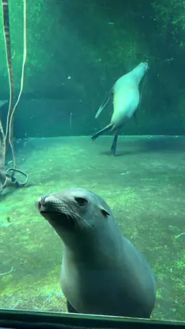 #zoo #amsterdam 