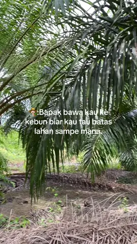#petanimuda #petanisawitsukses #petanisawitindonesia🇮🇩 