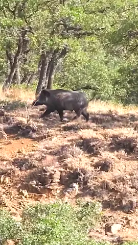 Dog Chases Giant Wild Boar 🐗 Köpek Dev Domuzun Peşinde!