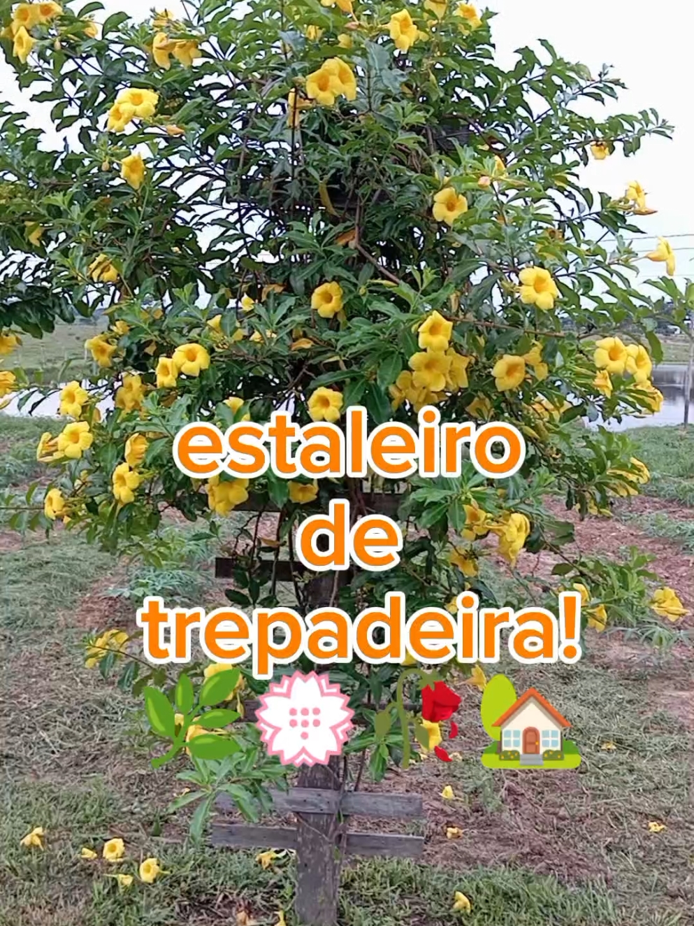 dica de trepadeira para seu jardim 🌿🥀💮 #sitio #chacara #plantas #jardim #cercaviva #jardinagem 