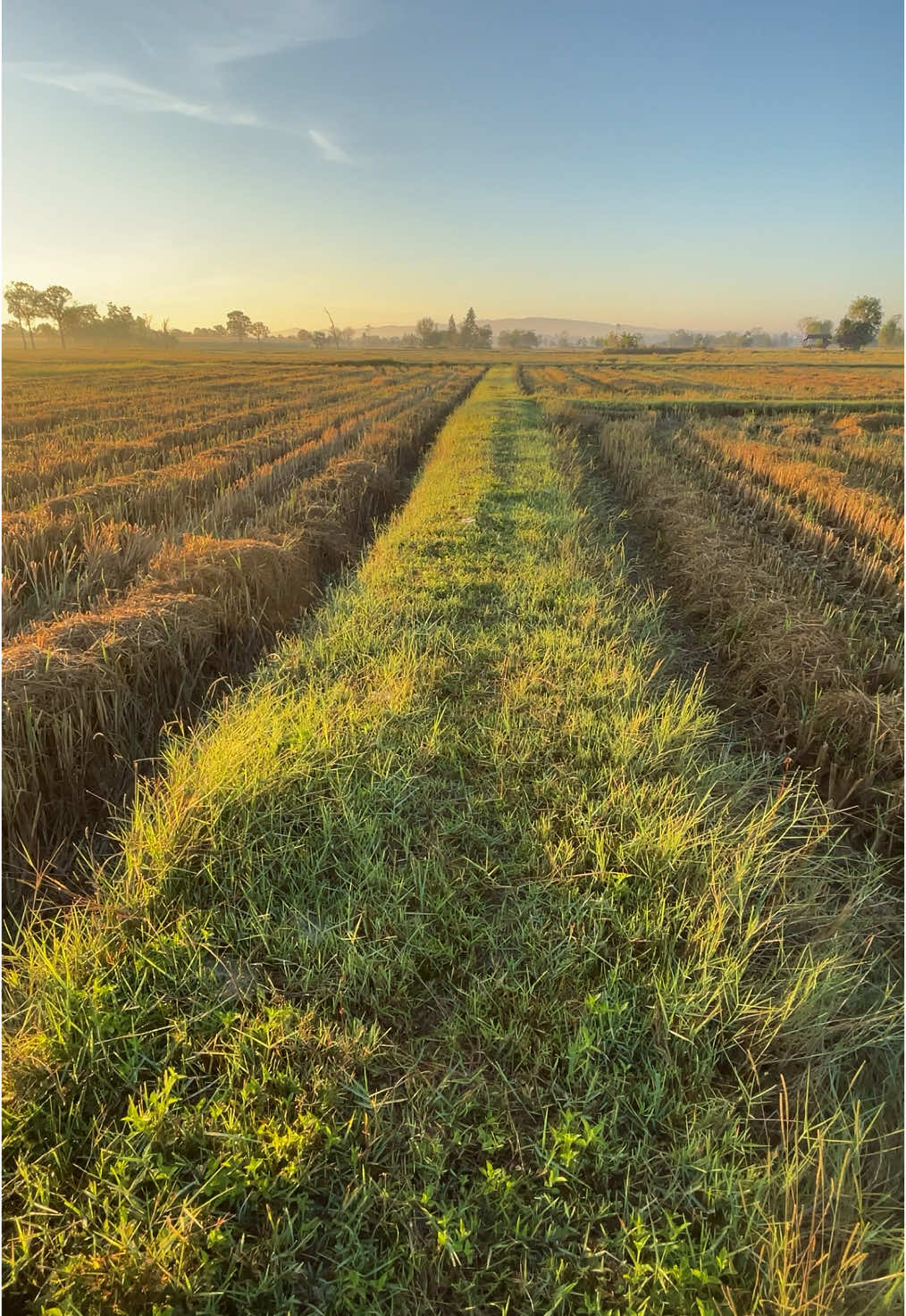 อย่าหน้างอหลาย#fyp #เทรดเพลง #ยืมลงสตอรี่ได้ #สตอรี่วิวสวย🌾 