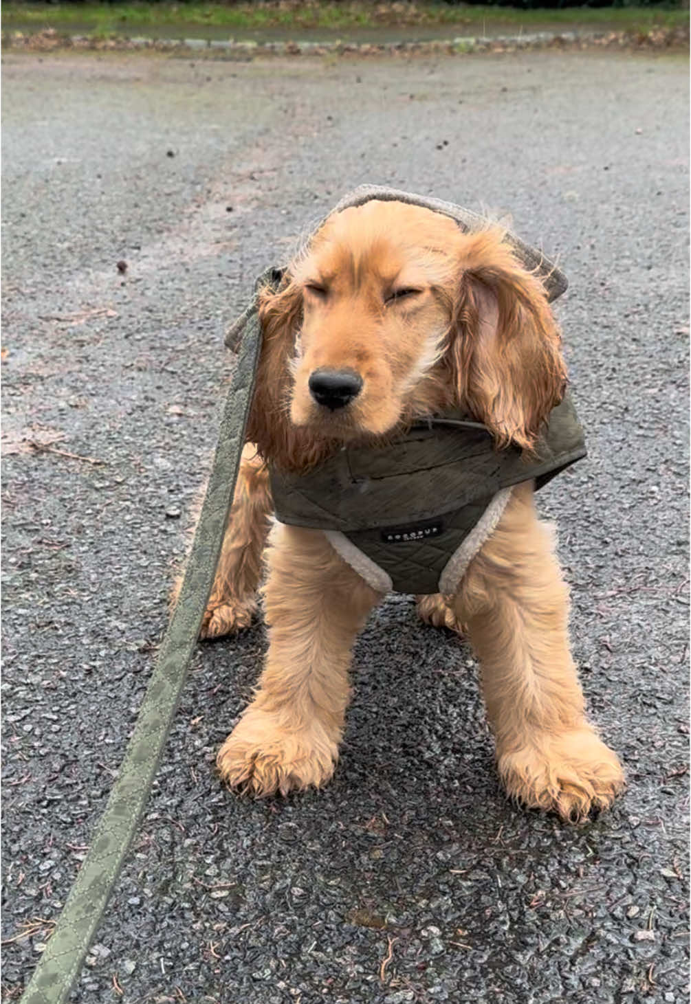 Walks in Storm Darragh 💨 💦  #cockerpuppy #cockerspanielpuppy #cockerspanielsoftiktok #fyp #puppiesoftiktok #goldenspaniel #cutepuppy #cutedog #cockerspaniel #pupfluencer #stormdarragh #storm 