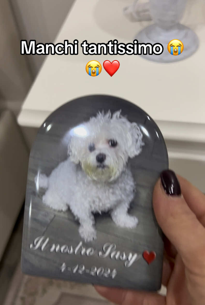 😭sasino del  mio 💙  #cane#dog#maltese#perdita#mancanza #dolore##perte#neiperte#seineiperte#casa#pink#malteseoftiktok #maltesedogs #maltesepuppy 