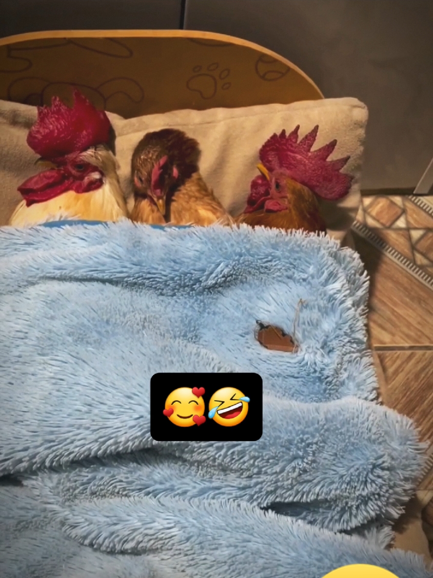 So cute funny rooster video 🥰🤣 #rooster #cute  #fun #funny  #comedia  #viralfyp  #laugh #videos  #viralvideos  #funnyvideos 