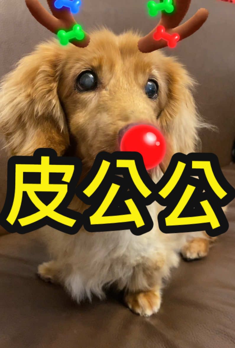 #tiktok #聖誕 #🎄 #快樂 #happy #dog #狗兒子 #皮皮 #18 #歲 #Love #my #dear 