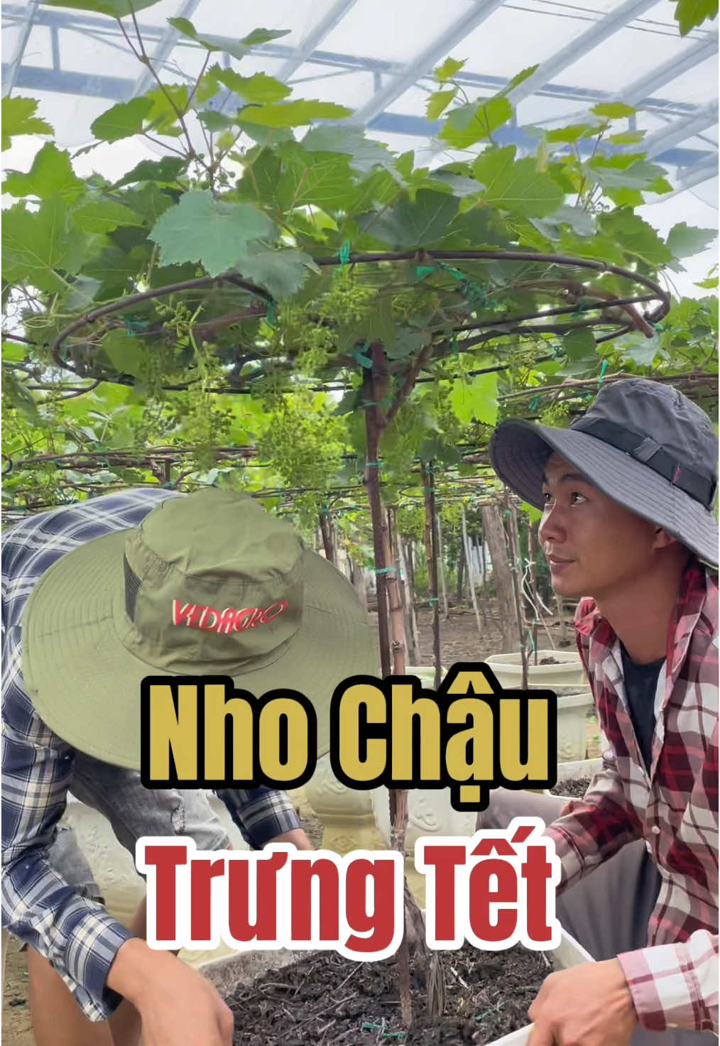 Thay vì Trưng Cúc, trưng Mai, trưng Đào ngày Tết, Anh/Chị mình có thể Trưng Nho. #nho #caynho #nhodo #nhoninhthuan #vuonnhogiongtrunghau 