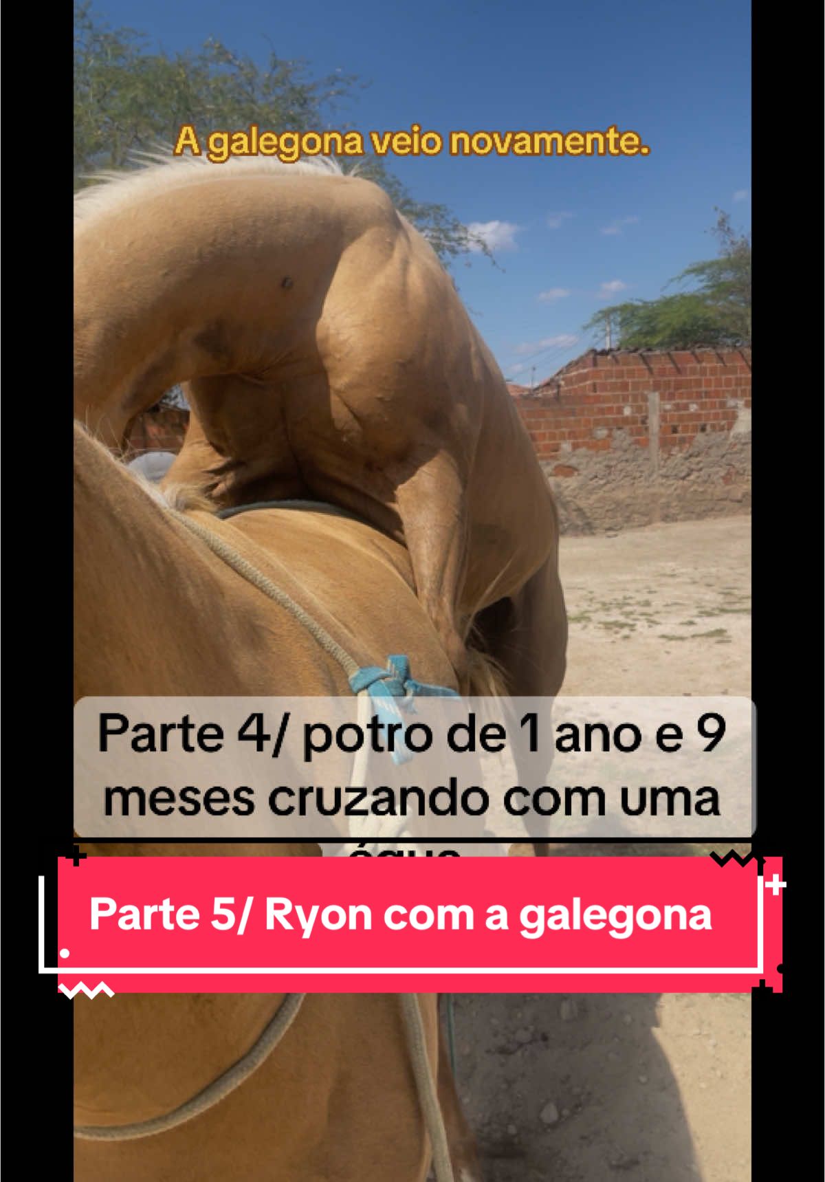 Parte 5/ Ryon com a galegona. #Deus #vaquejada #vaqueiro #cavalo #egua #potro #garanhao  @ACM RANCH 