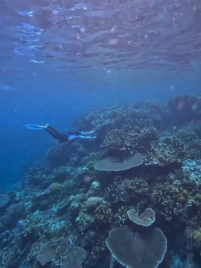 terumbu karang nya pulau maratua juga keren-keren ya guys...... 🥰🥰🥰 penasaran mau freedive atau scuba diving dsni... bisa join trip kita ya... 🙌🙌🙌🙌 dijamin happy, safety dan dokumentasi....☺☺😊😊😊yg mau serius maupun nanya2 bisa lgsung DM atau WA 👉 085162534538.... #freedive #freediving #scubadiving #freedivegirl #freediver #maratuaisland #kakabanisland #mixtripvacation #tripmaratua #maratuatrip #fyppppppppppppppppppppppppp #fyp #berau #kaltim #indonesia #wonderfulplaces #wonderfullindonesia 