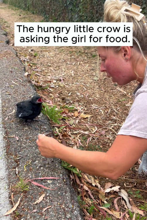 Rescue a baby crow #rescueanimals #rescue #animal #animaloftiktok #crow