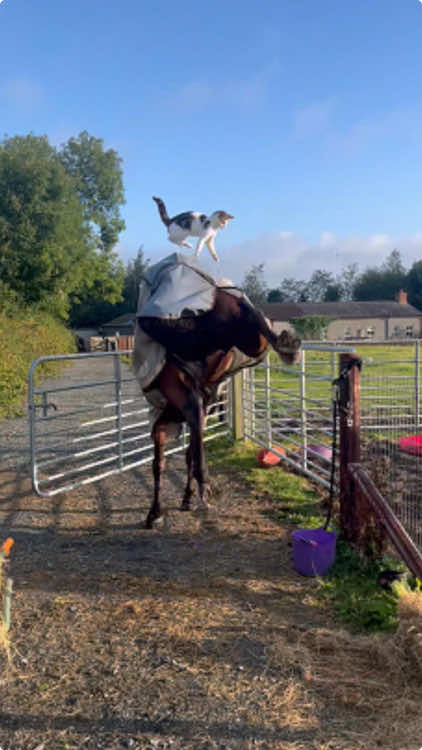 Funny cat and horse #cat #cats #cutecat #catsoftik #fyp #funny #foryoupage #funnyvideo #funnytiktok #funnyanimals #foryous #funnycat #kitty #horse #horses 