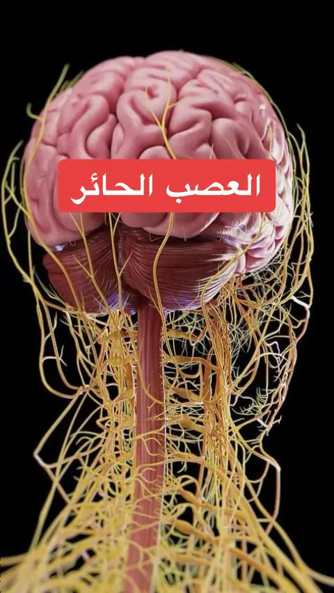 #اللهم_صلي_على_نبينا_محمد #doctor #دكتور #طبيب_تيك_توك #fyp #healthyfood #طبيب #استشارات #صحة_الجسم #صحة_عامة #foryu #explore #toutlemonde #صحة_المرأة #فوائد #العصب_الحائر 