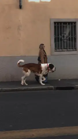 #alltheprettygirls #butalsoboy #goodboy #saintbernard #walkingaround #city #sanberdarfo #walkies #dog #giant #giantbreed 