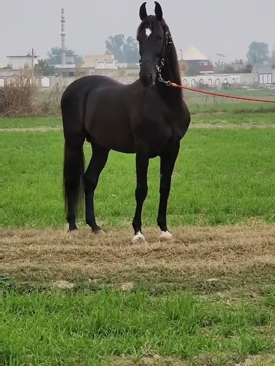 #viralvideo #trend #sound #foryou #page #horse #lover #tre #du #tiktok #star@UMAR IQBAL 