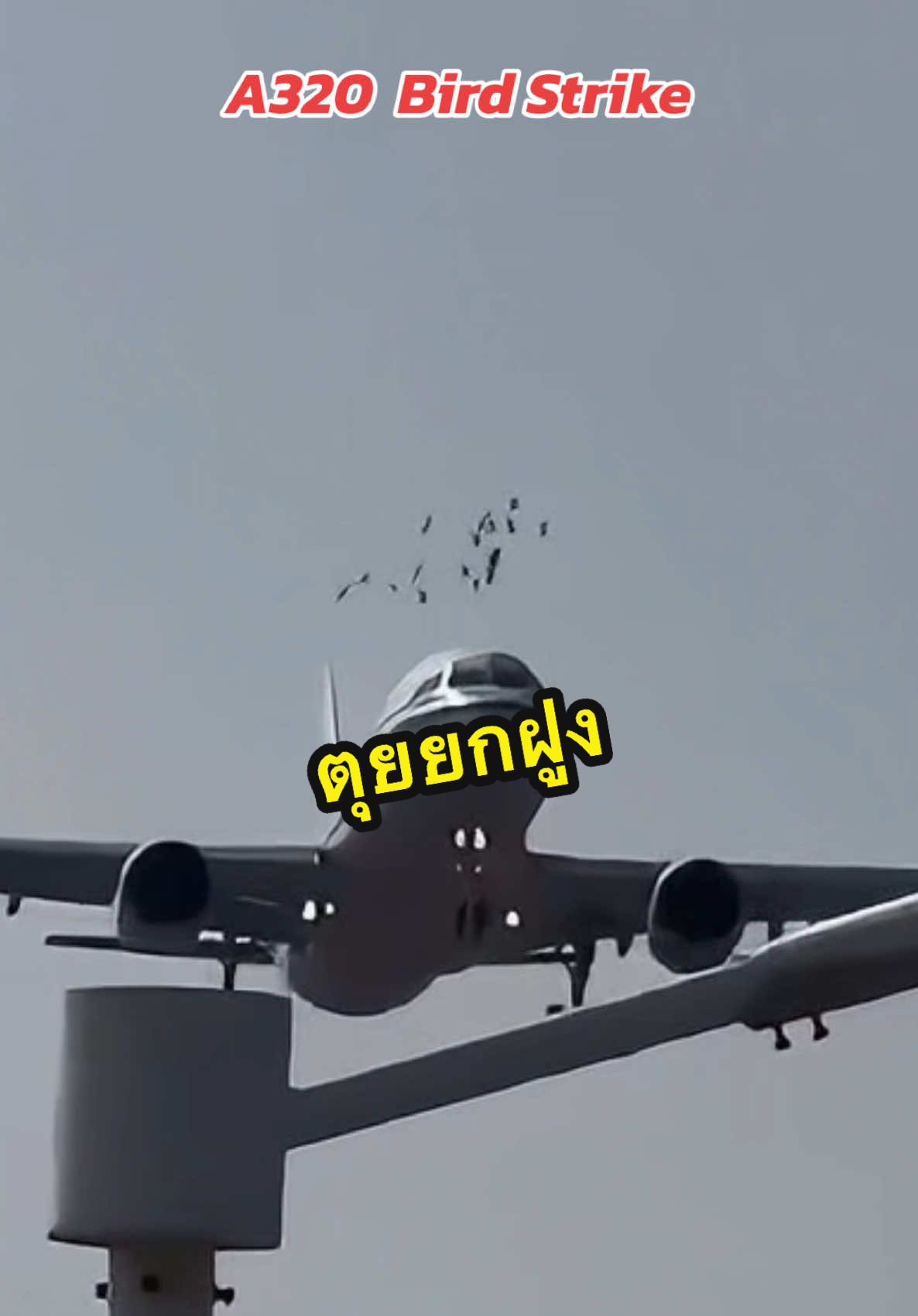 บินตามจ่าฝูงผิดตัว ชีวิตเปลี่ยน ใครยังไม่เคยเห็น Bird Strike แบบจะๆ เรียนเชิญชมคลิปนี้ได้เลยครับ rip นะน้องนก 😖 #birdstrike #เครื่องบินชนนก #a320 #incident #rip #คลิปหาดูยาก #rareclips #กัปตันแวม #captainvam #บังแวม #pilotlife #นักบินไทยในต่างแดน #fyp #CapCut 