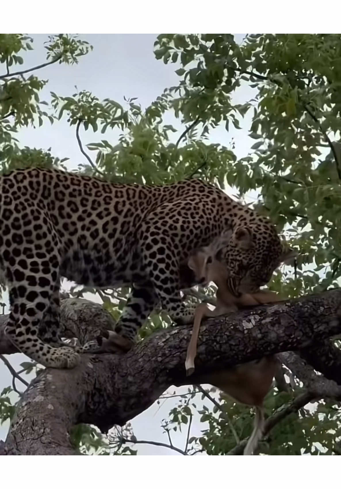 #leopard #impala #trendingvideos  #viralvideos  #tanzania🇹🇿  #kenyantiktok🇰🇪  #southaftica  #naturebeauty  #viraltiktok  #tanzania  #viralvideo  Credit @elleafricasafaris