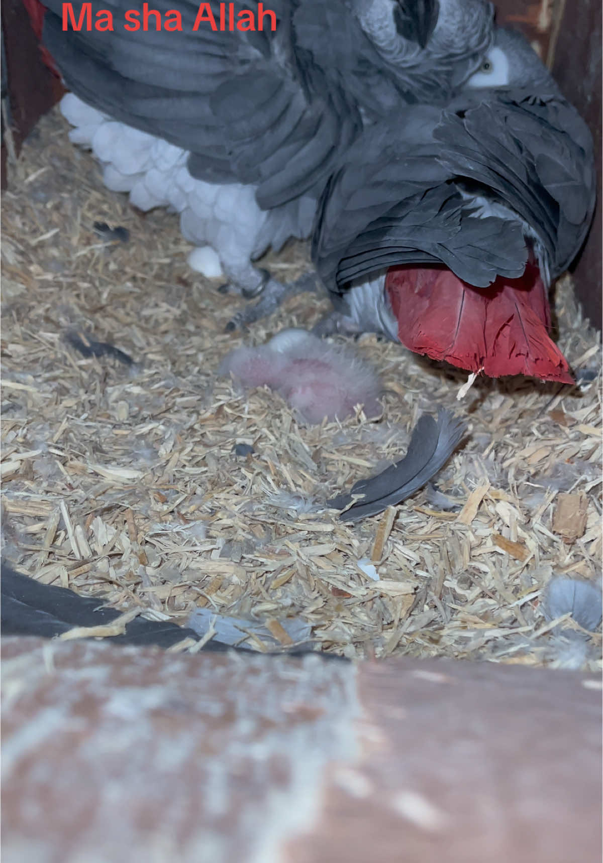 African grey 1st baby hatch#africangrey 