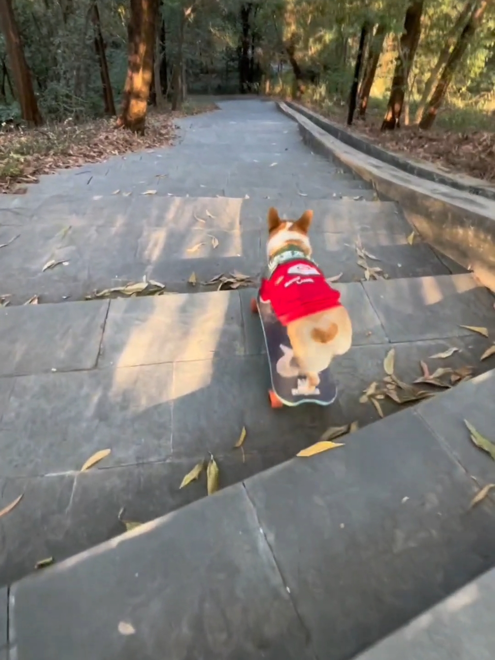 #dog #dogsoftiktok #doglover #corgi #funny #pet #smart 