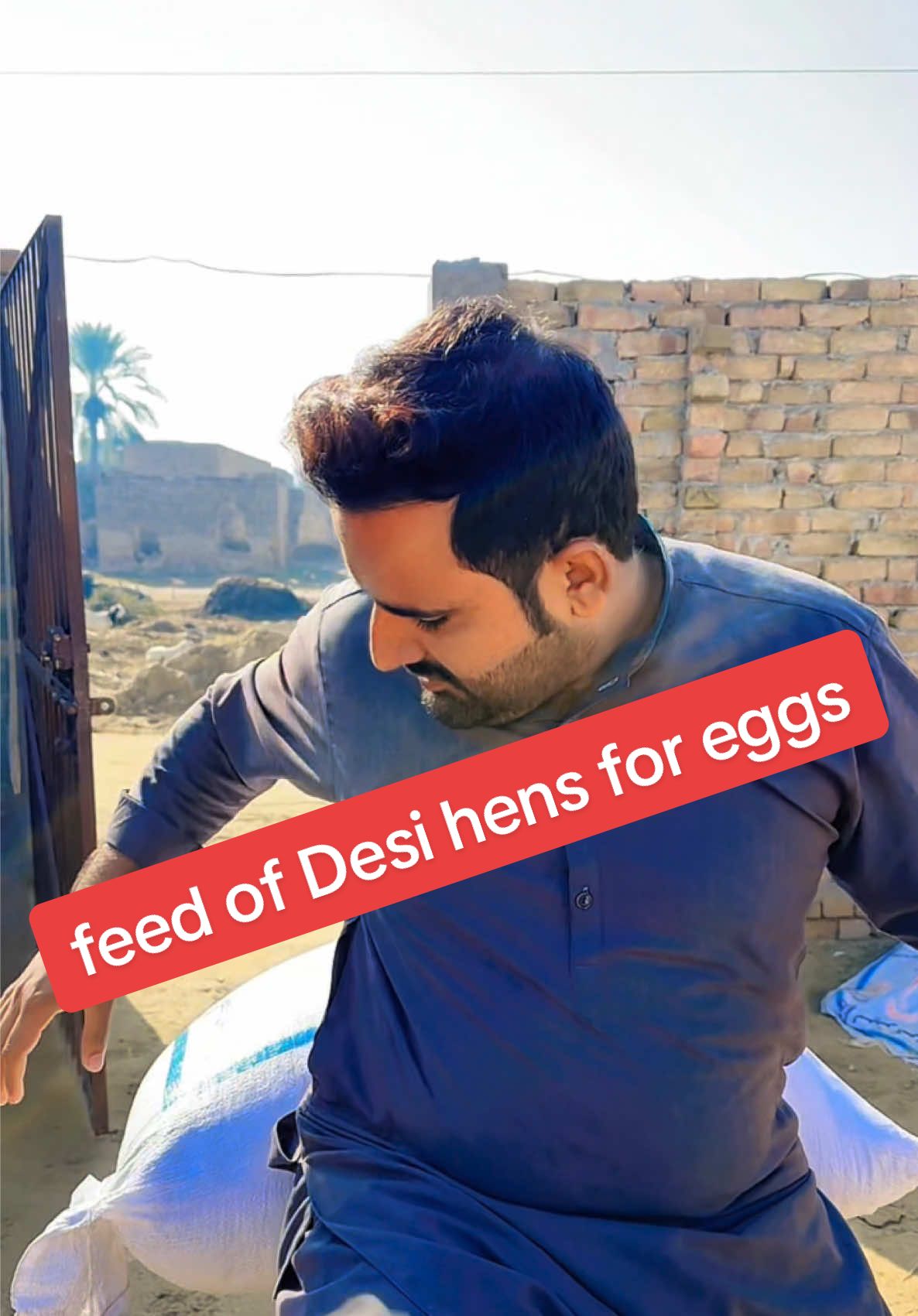 feed of Desi hens for eggs #hens #eggs #feed #fancybirds #fyp #foryoupage❤️❤️ 