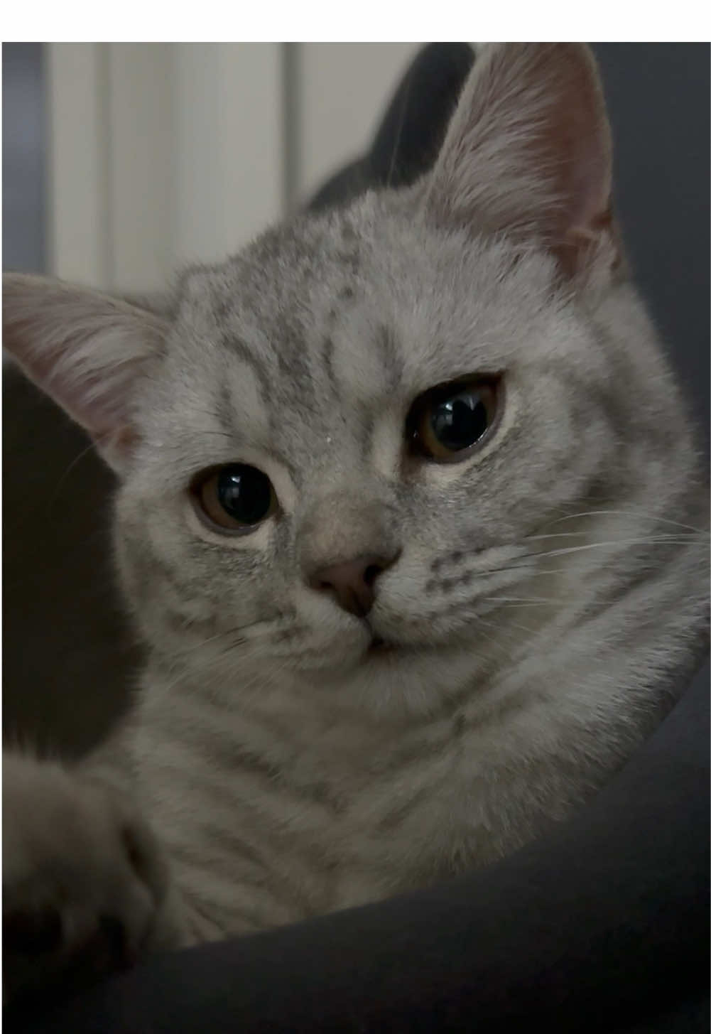 my sweet boy ✨🥹 #foryou #catsoftiktok #britishshorthair #fyp #babycat #cute #whitecat #kitty 