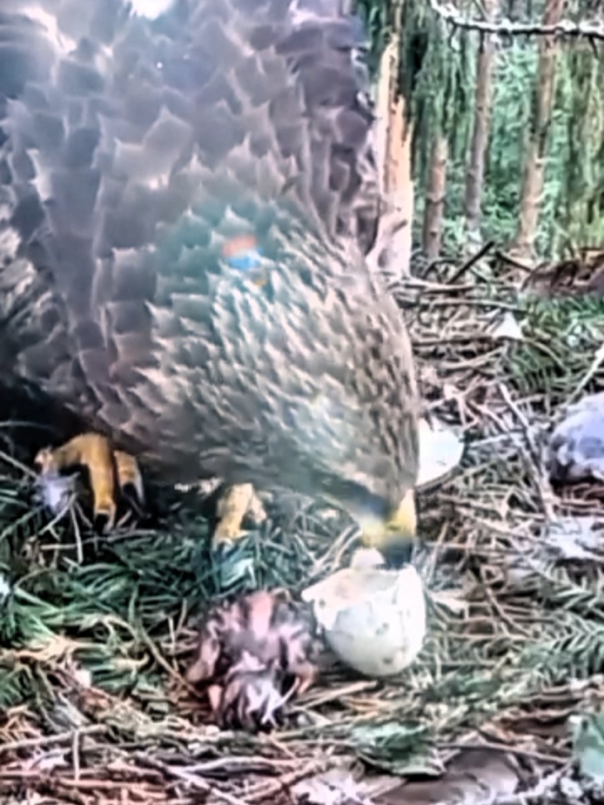 Eagle 's Wild Life Part 1: The Baby Eagle was born #pageforyou #animal #wildlife #wildanimals #animalworld #fyp #foryou #moctopwildanimal #birdnest #bird #birdlover #tiktok #tiktok #eagle 