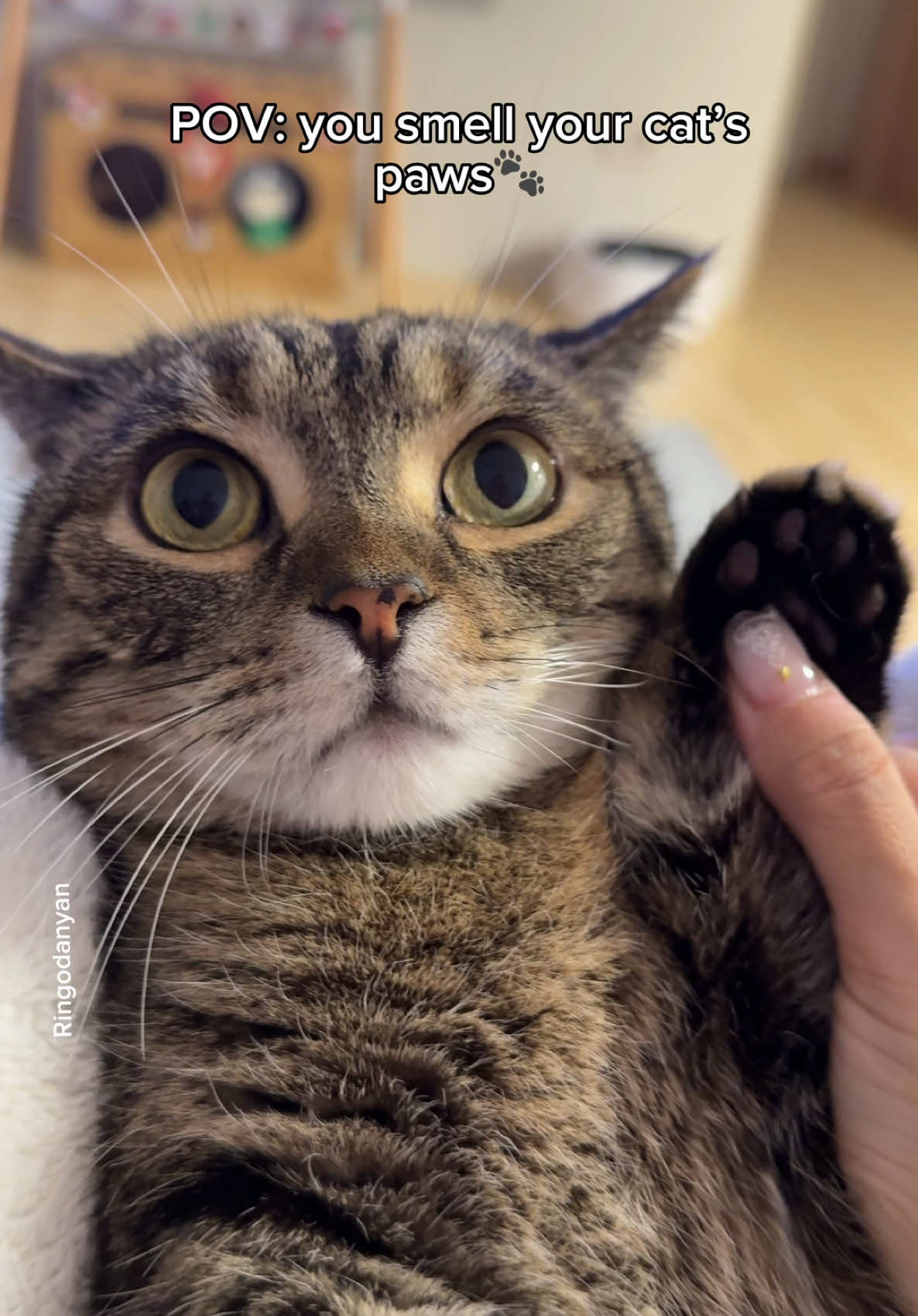 When you smell your cat's paws🐾 #cute #cat #catsoftiktok