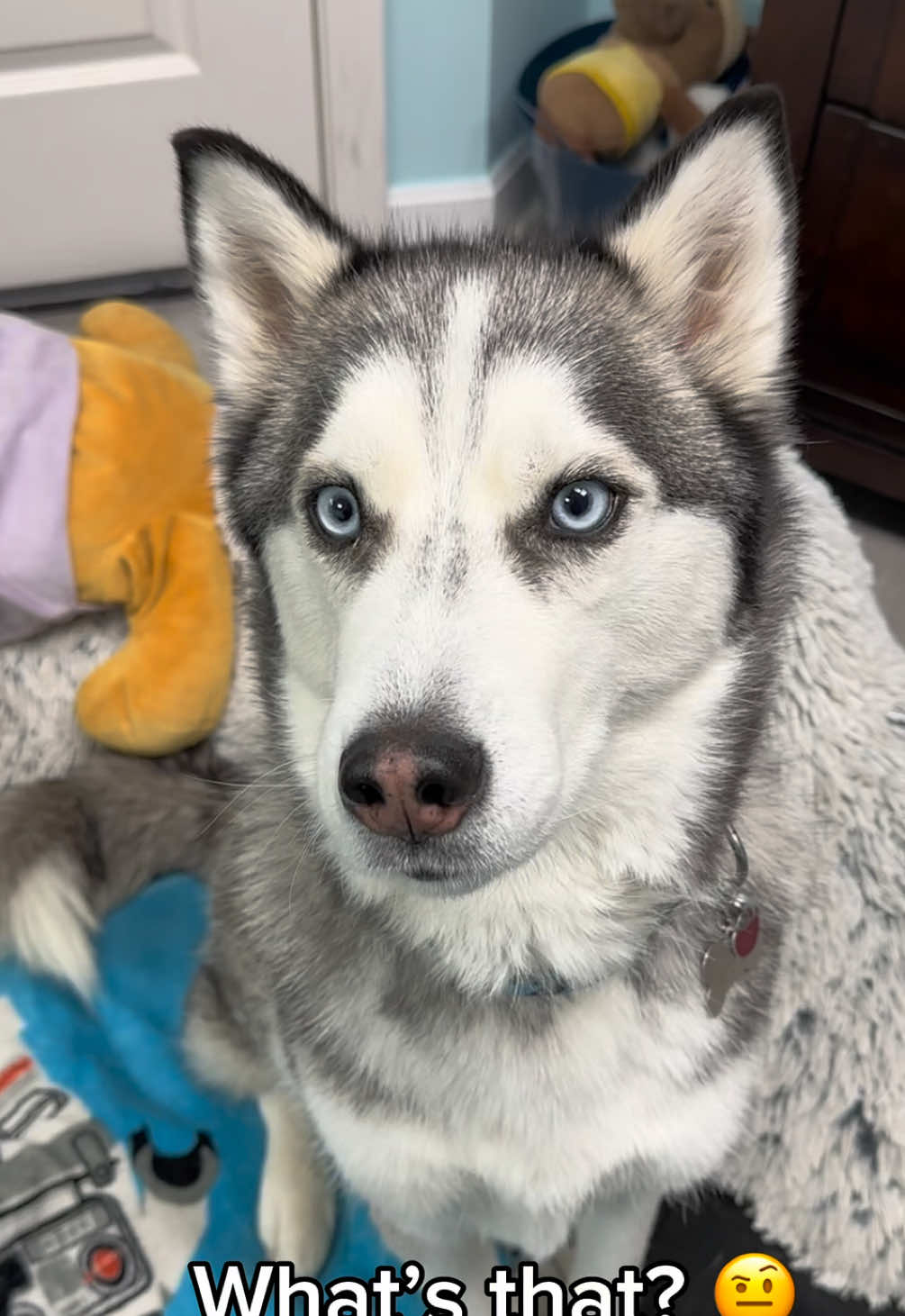 My dog loves his carrots! Lol  #huskies #huskylife #huskylover #doglove #dogasmr #huskysoftiktok #talkingdog #sassydog #cutedogs #funnydog #dogtok #dogmomlife #dogsoftiktok #fyp  