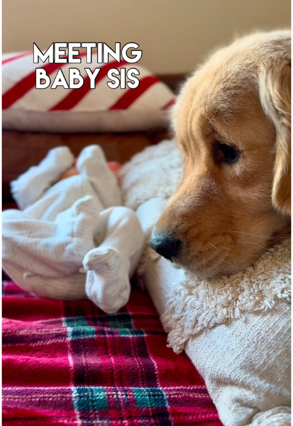 Introducing your new baby to your first fur babies, your dogs, for the first time is a special moment. Our hearts are so full this holiday season! 🥰 #dogsoftiktok #goldenretriever #family 