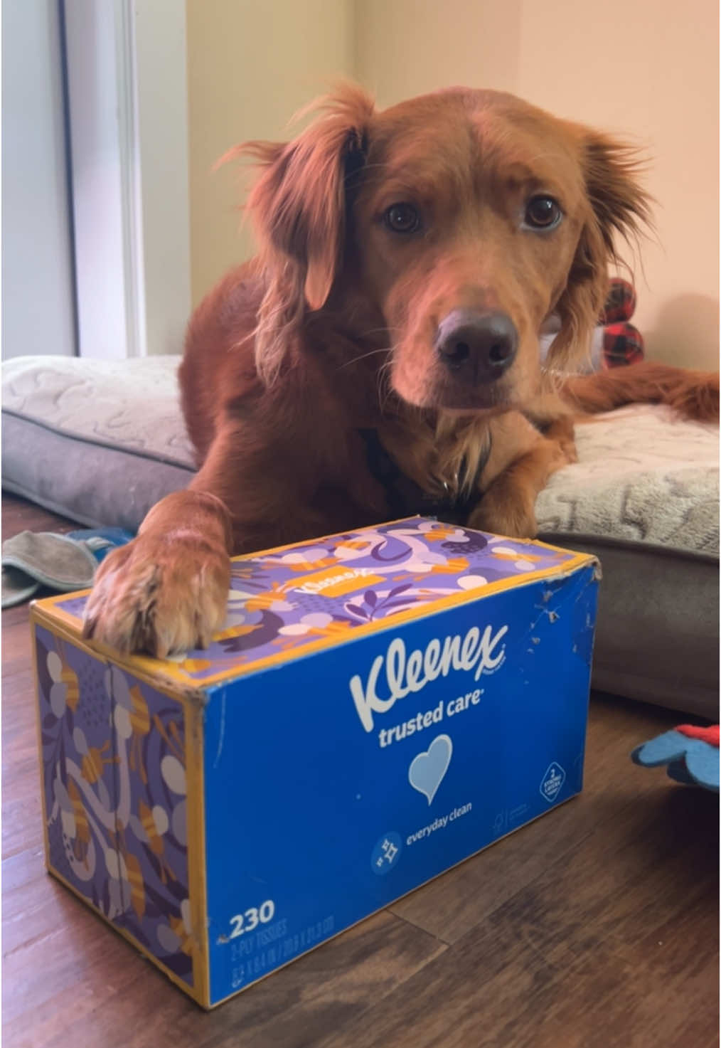 Buzz stealing my tissue box 🤧 @Kleenex®️ Brand helping Buzz and I through this cold season ♥️ #kleenex #tissue #golden #retriever #goldenretriever 