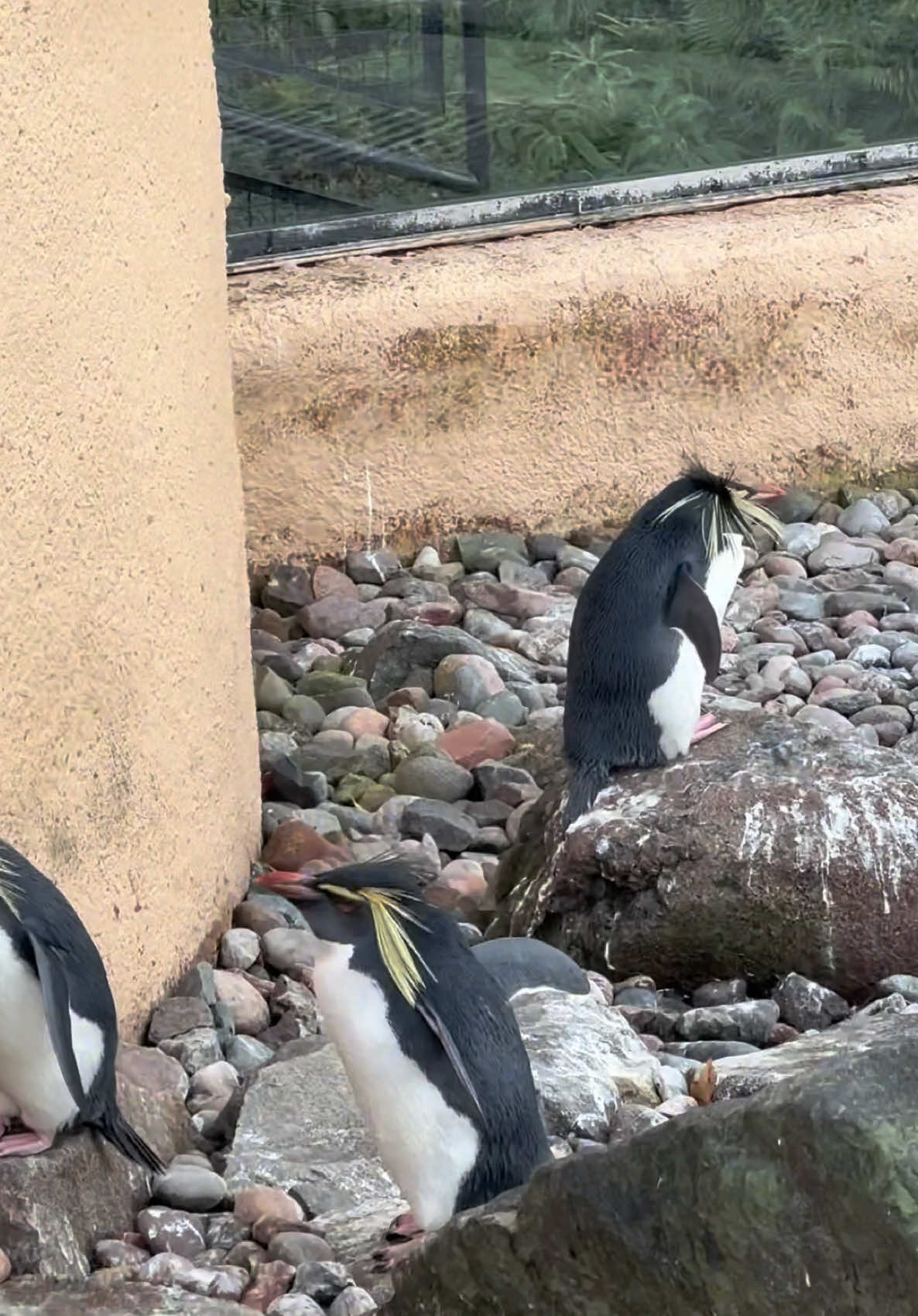 Penguin 🐧 #penguin #viral #fy #trending #viral #edinburgh #uk #foryoupage #capcut #fy #srilankan_tik_tok🇱🇰 #unitedkingdom #europe #zoo #foryou #fyp 