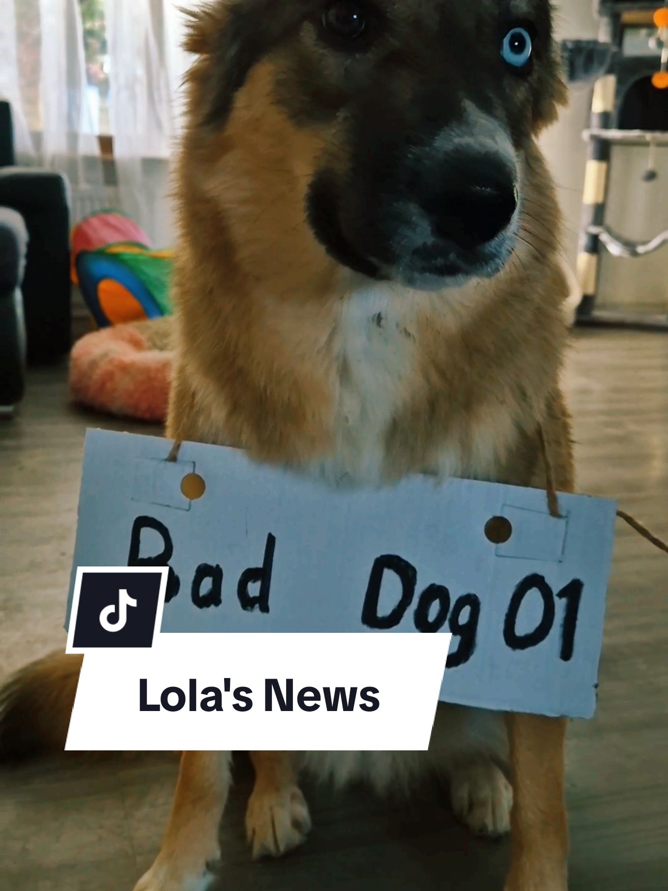 Teil 13: Lola's News brutal ist unser Studio Zerstört worden😭😭😭😭 #lolasnews #dat #dean #mainecoon#redmainecoon #tiere#catsoftiktok #cats