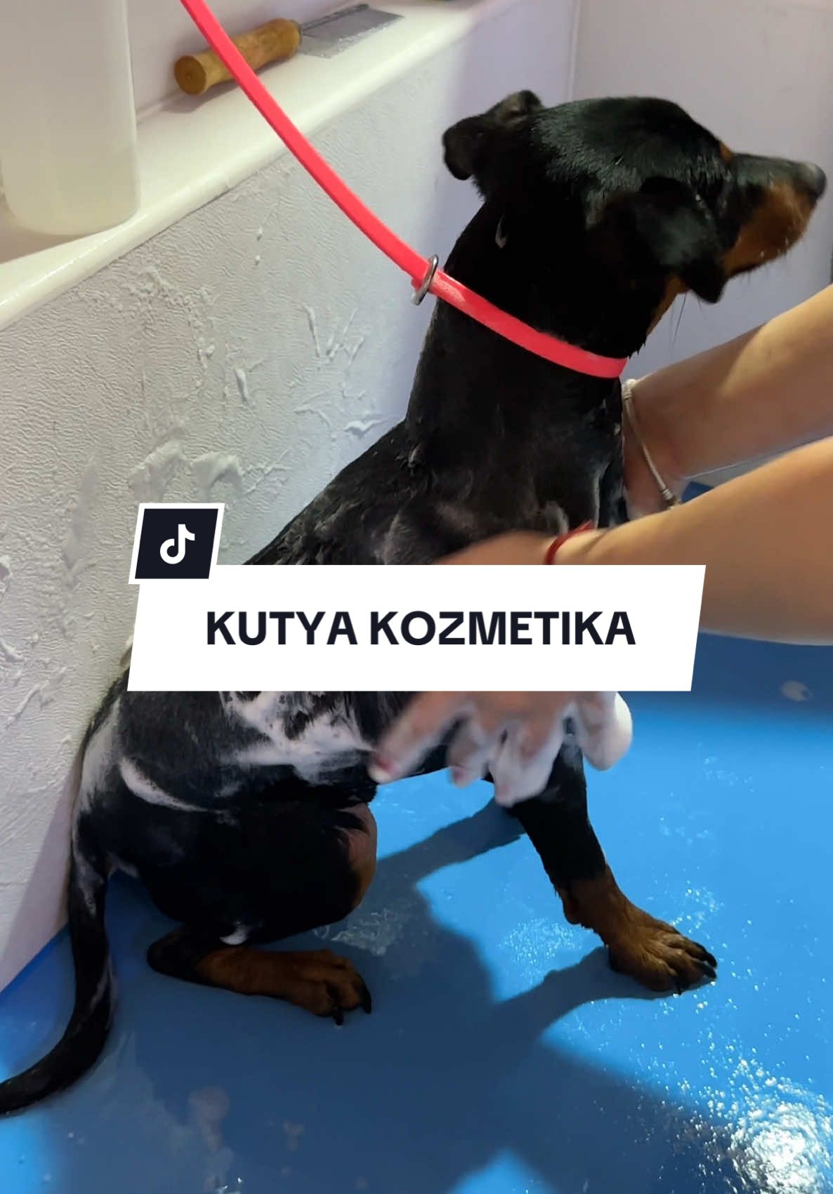 @Stitch_kutyakozmetika 💕🩵 Hirdetes #kutyakozmetika 