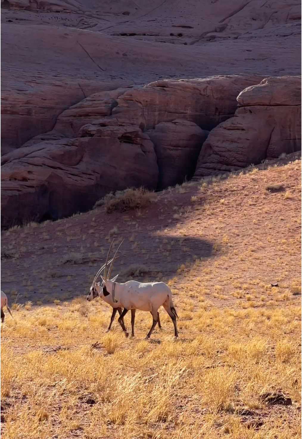 من احلى الرحلات 🦌❤️❤️❤️❤️ @وزارة السياحة  #تبوك#بجدة#محمية_بجدة #نيوم #محمية_بجده_تبوك 