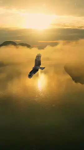 Witness the majestic flight of an eagle as it soars gracefully through the passage of time, framed by a breathtaking sunset. 🌅🦅 Find us also on Instagram for more amazing content! 📲✨@photosdanut Click SAVE to bookmark this tutorial 📌 I still have a lot of you guys asking about my upload settings so thought I would outline them again below 👌🏻 ↓ → 1.) Upload Settings: → Export at 1080p → Increase Sharpness to 20-25 • Add realistic grading, contrast and tweak colours • Keep file size low • Upload on a decent WiFi → 2.) Slow Movements: Use slow movements within your footage to create a cinematic look. Also helps to not overwhelm the viewer & should flow better if all clips are similar (slow movements) → 3.) Details: • Activate “High Quality Upload” by selecting Settings > Account > Data Usage > High quality upload toggle on • Upload on a decent WiFi connection • Select high quality uploads within the IG app → 4.) Export settings for Premiere Pro: > Format H.265 > Resolution: 1080x1920 > Target Bitrate: 13 > Click “Render at maximum quality” → Extra Tip: If you have a zoom lense or 50mm use this with a bokeh with a good light and it will upload to IG with amazing quality due to the detail of the clip, if captured correctly in camera. → Shoot at golden hour → Take the same footage multiple times so you master the movement / get the best outcome / more to pick from afterwards → Try multiple angles → Take inspiration online, from Pininterest, IG, Google on a location → Save favourite footage for reference & inspiration Use the highest quality within your camera / drone . . . . . natures colours 🦅 #EagleFlight #Timelapse #Sunset #Nature #Wildlife #ScenicView #MajesticBirds #GoldenHour #NaturePhotography #BirdsInFlight #BeautifulSunset #EpicNature #WingsOfGlory