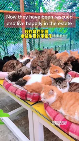 Now they have been rescued and live happily in the estate#catlover #catrescue #cat 