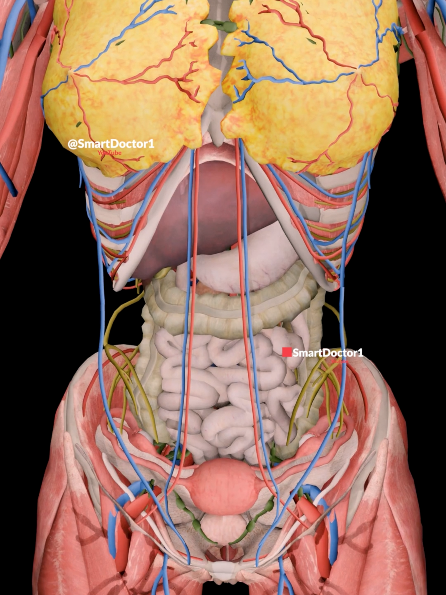 Full Female Anatomy ✨♀️ . . . . . #femaleanatomy #maleanatomy #reproductivesystem #anatomy #anatomía #解剖学 #해부 #anatomia #anatomie #human #pregnancy #baby #heart #pregnant #medicina #doctor #माहवारी #月経 #임신 #妊娠 #gravidez