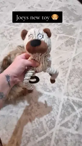 Joey loves getting new toys , I was going to put it away for christmas, but I couldn't resist giving it him ❤️#dogtoy #dogtoys #squeekytoy #dogchristmas 