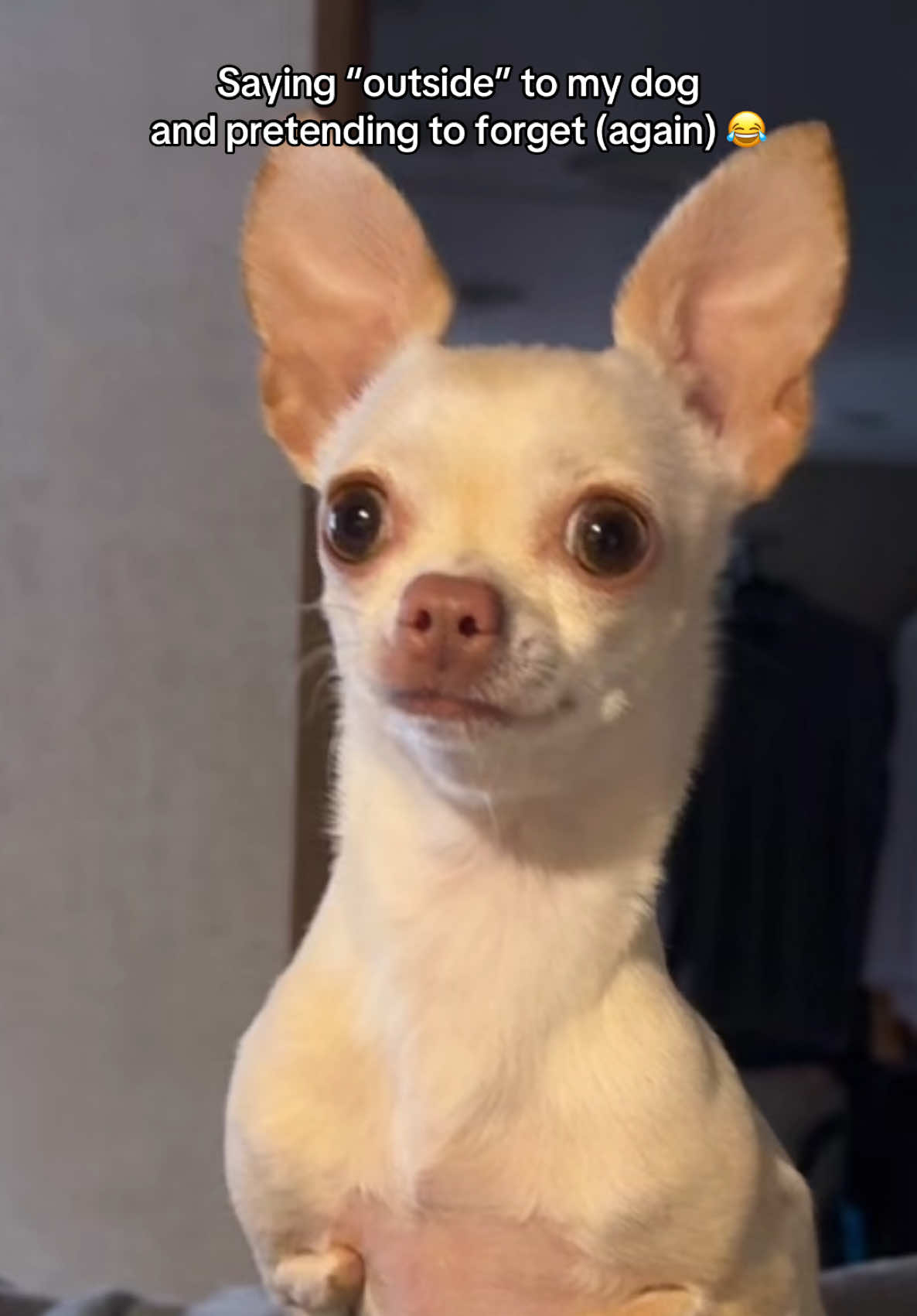 Im sorry emmy 😭 #fyp #foryou #parati #lol #fypシ #dog #doggo #dogs #dogsoftiktok #dogtok #dogmeme #meme #pet #pets #PetsOfTikTok #chihuahua #chihuahuastiktok #chihuahuas #viral #blowthisup 