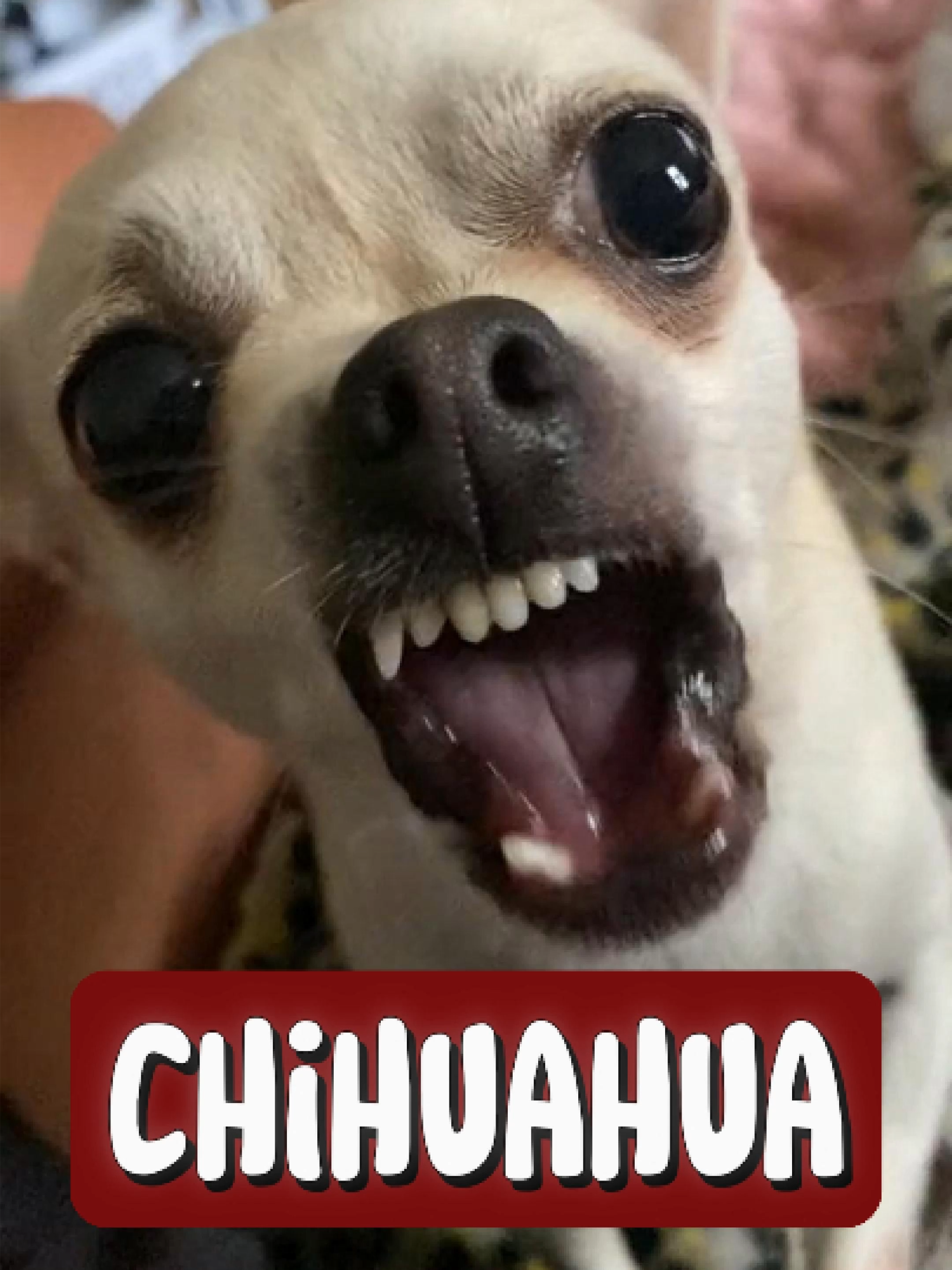 Meet the Chihuahua 🐾 🐶  #dogsoftiktok #fyp #dogs #chihuahua