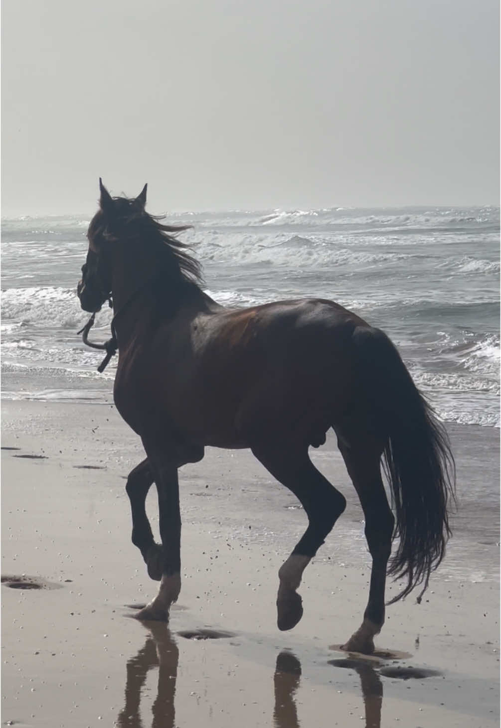 Out lovely Íthaca living his best life ❤️ He loves being free, is amazing how the other stallions respect him and enjoy his company due to his special caracter.  👉🏼 We are a Travel Agency based in Essaouira (Morocco). Join us for an unforgettable horseride holidays. Ride the best horses in town, and meet the best team of riders.  . . . . . . #horses #horsesoftiktok #horse #horsetok #equestrian #fyp #cheval #fypage #viral #viralvideo #pferd #horsesontiktok #лошадь #horselove #essaouira #morocco #lovak #caballos #cavalli 