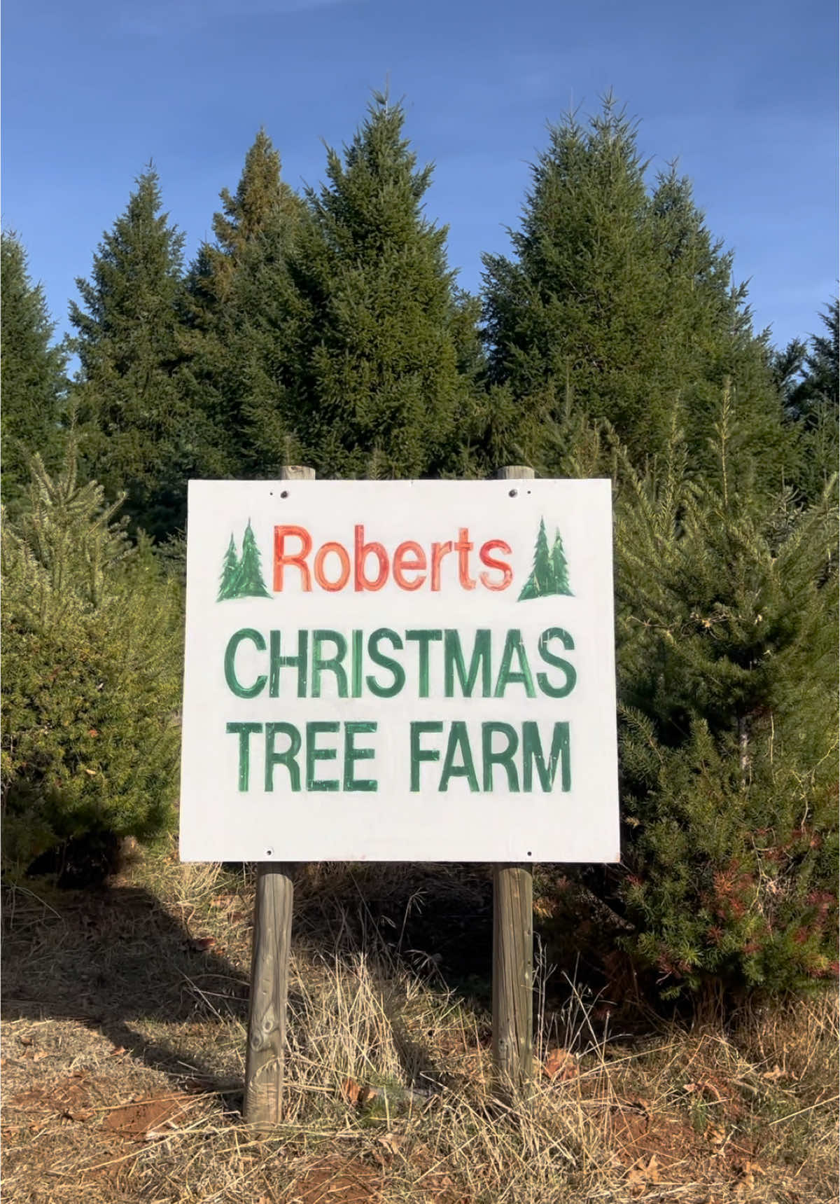 It was a mission to find a U-Cut Christmas tree this year 😅 All worth it in the end though 🎄 #ucutchristmastrees #christmastreefarm #applehill #applehillfarm #honestreview #norcal #northerncalifornia #explorenorcal #california 