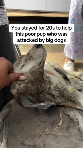 This little pup came to us after being attacked by big dogs while searching for food. His tiny body is covered in injuries, and his spirit is shaken. Can you imagine the life stray animals live? Every day is a battle for survival, filled with unimaginable challenges. #AnimalRescue #animallovers #dog #dogs #doglovers #rescuedog #dogrescue #doglover 